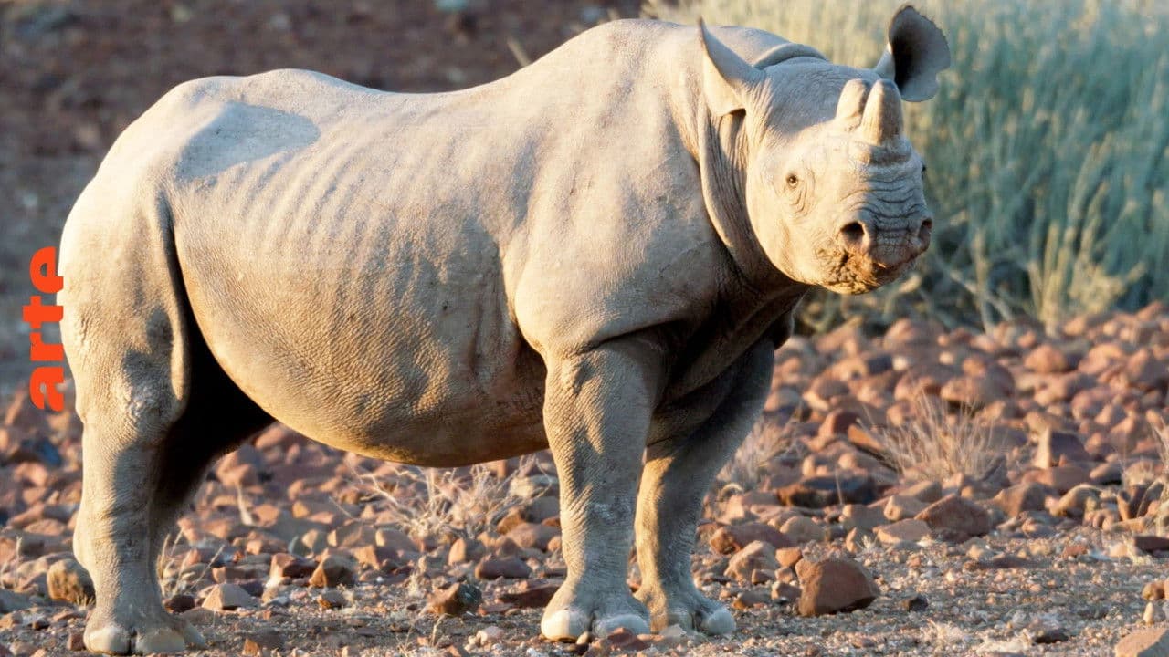 Mission : sauver le monde sauvage