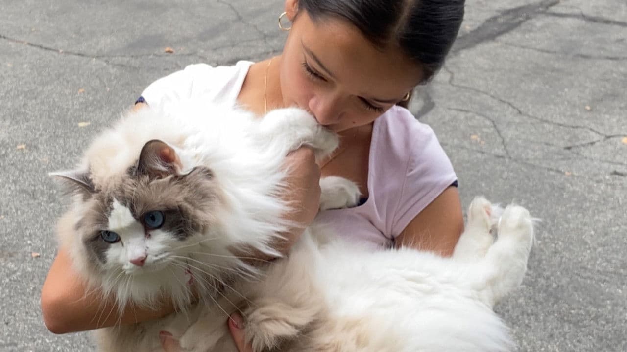 Where Is The Cat's Tail?