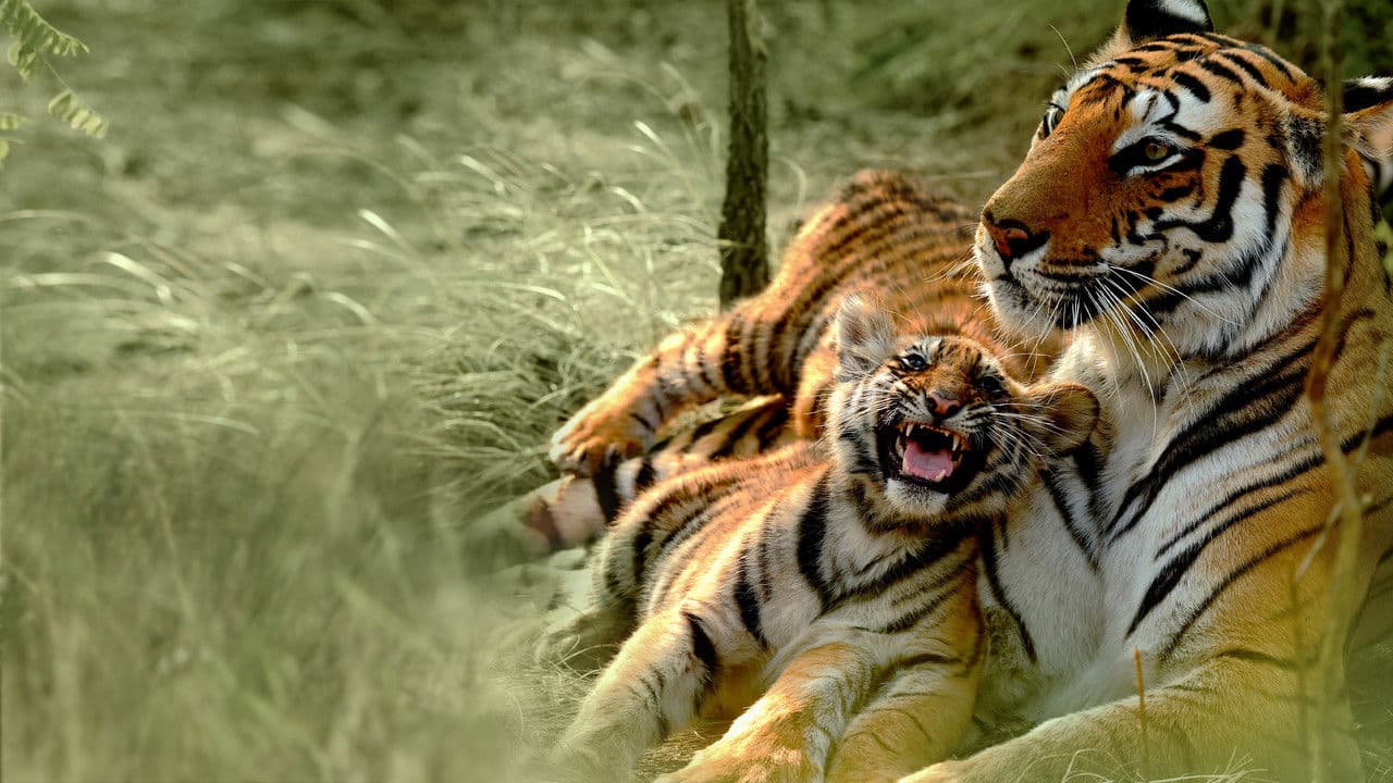 Counting Tigers