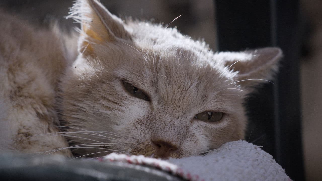 For the Love of Cats