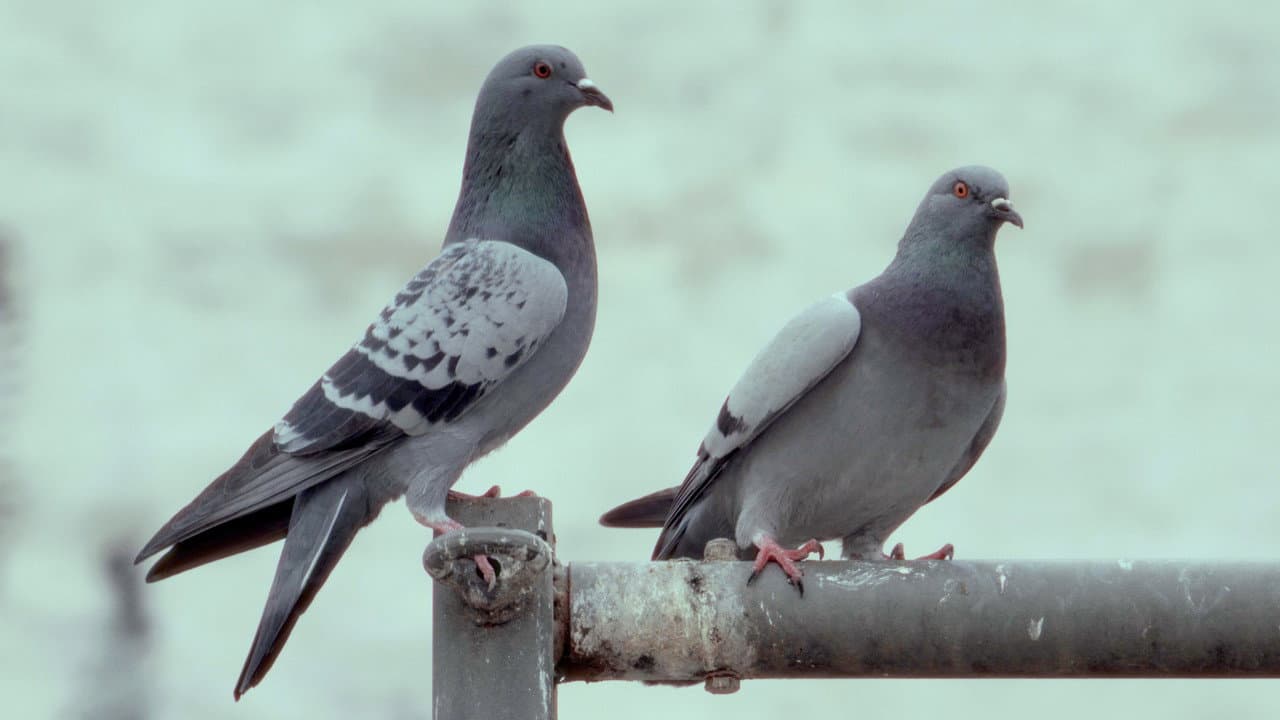 La danza de las palomas