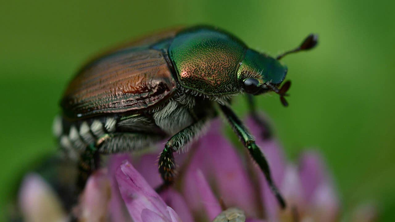 Fabulous Insects - Beetles