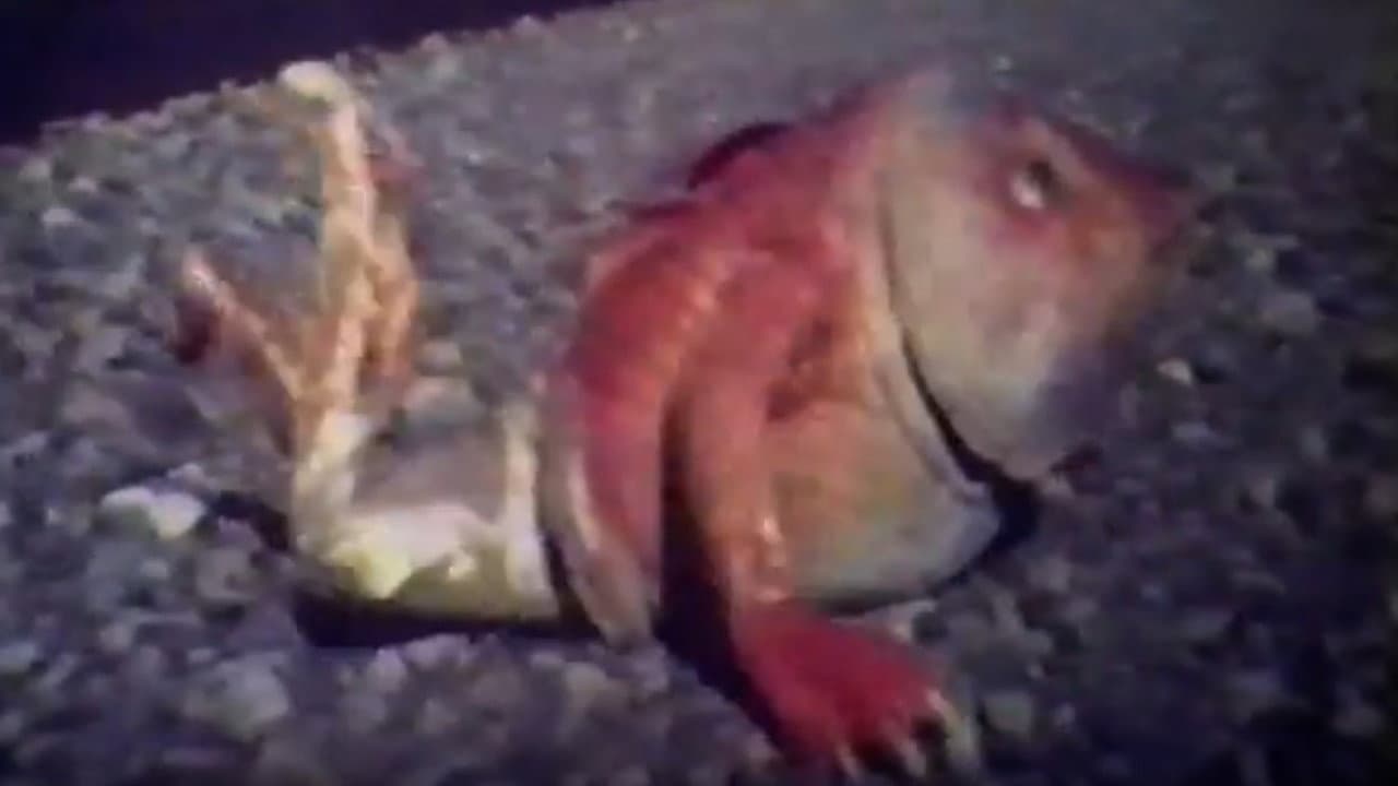 Legend of Heavenly Mother Ma-Tsu