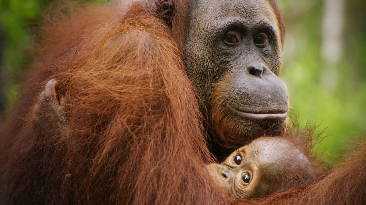Red Ape: Saving the Orangutan