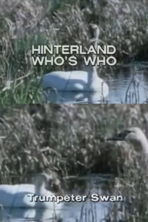 Hinterland Who's Who: Trumpeter Swan