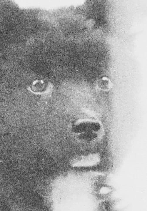 The Middle Dog's Day