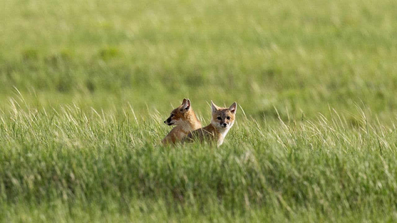 The Return of Nóouhàh-Toka’na